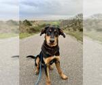 Small #2 Great Pyrenees-Rottweiler Mix