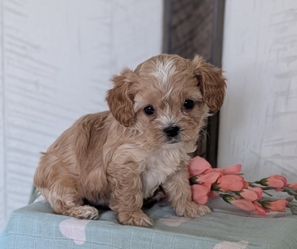 Medium Photo #33 Cockapoo (Toy) Puppy For Sale in GOSHEN, IN, USA