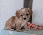 Small Photo #33 Cockapoo (Toy) Puppy For Sale in GOSHEN, IN, USA