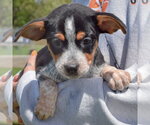 Small #2 Pug Mix