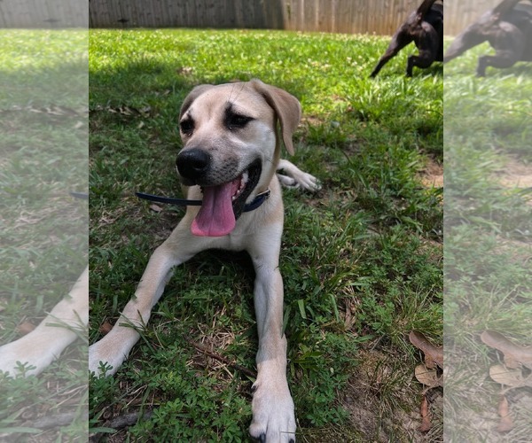 Medium Photo #3 Anatolian Shepherd-Labrador Retriever Mix Puppy For Sale in Caribou, ME, USA