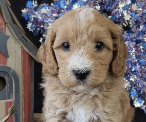 Medium Australian Labradoodle