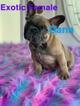 Small Photo #3 French Bulldog Puppy For Sale in FLUSHING, NY, USA