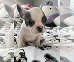 Small Photo #11 French Bulldog Puppy For Sale in VICTORVILLE, CA, USA