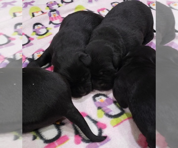Medium Photo #85 Labrador Retriever Puppy For Sale in OLYMPIA, WA, USA