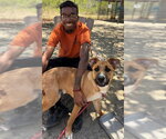 Small German Shepherd Dog Mix