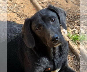 Coonhound-Unknown Mix Dogs for adoption in Canton, CT, USA