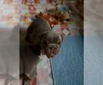 Puppy Binky English Bulldog