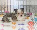Duke - Male Papitese Puppy for Sale - Photo #4