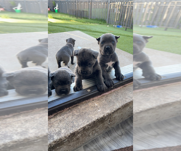 Medium Photo #3 Cane Corso Puppy For Sale in JOLIET, IL, USA