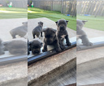 Small #2 Cane Corso