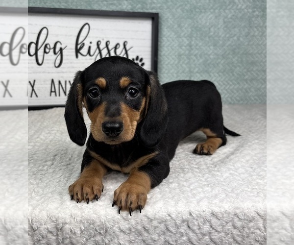 Medium Photo #3 Dachshund Puppy For Sale in FRANKLIN, IN, USA
