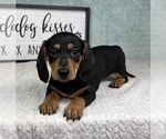 Small #2 Dachshund