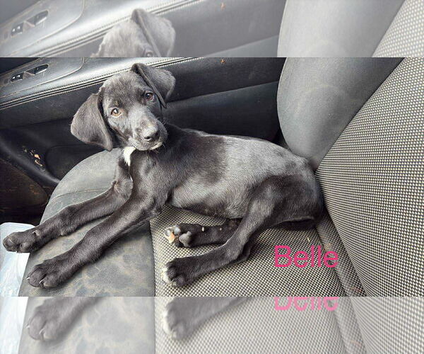 Medium Photo #1 Labrador Retriever-Unknown Mix Puppy For Sale in Farmerville, LA, USA