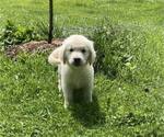 Small Photo #2 English Cream Golden Retriever Puppy For Sale in BELLWOOD, PA, USA