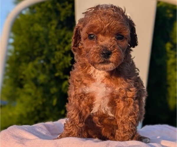 Medium Photo #29 Poodle (Miniature) Puppy For Sale in GOSHEN, IN, USA