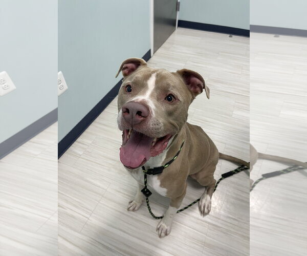 Medium Photo #4 Mutt Puppy For Sale in Derwood, MD, USA