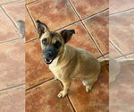 Small #6 Border Terrier-Chihuahua Mix