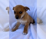 Small Photo #5 Chihuahua Puppy For Sale in FAIR HAVEN, MI, USA