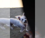 Small Photo #4 Mutt Puppy For Sale in Studio City, CA, USA