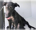 Small Labrador Retriever Mix