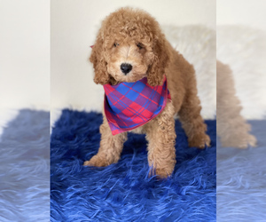 Goldendoodle (Miniature) Puppy for sale in KISSIMMEE, FL, USA