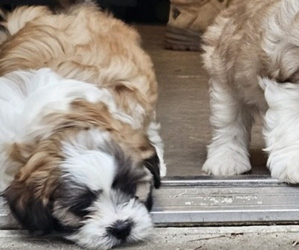 Medium Photo #1 Shih Tzu Puppy For Sale in CRISFIELD, MD, USA