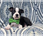 Small Photo #9 Boston Terrier Puppy For Sale in LAKELAND, FL, USA