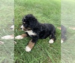 Puppy Cherry Bernedoodle