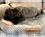 Small #12 American Staffordshire Terrier-Boxer Mix