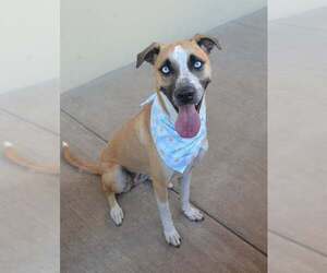 Black Mouth Cur-Unknown Mix Dogs for adoption in McKinney, TX, USA
