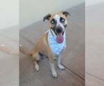 Small Black Mouth Cur Mix
