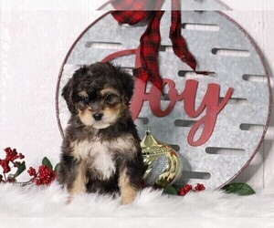 Bernedoodle-Poodle (Miniature) Mix Puppy for sale in FREDERICKSBG, OH, USA