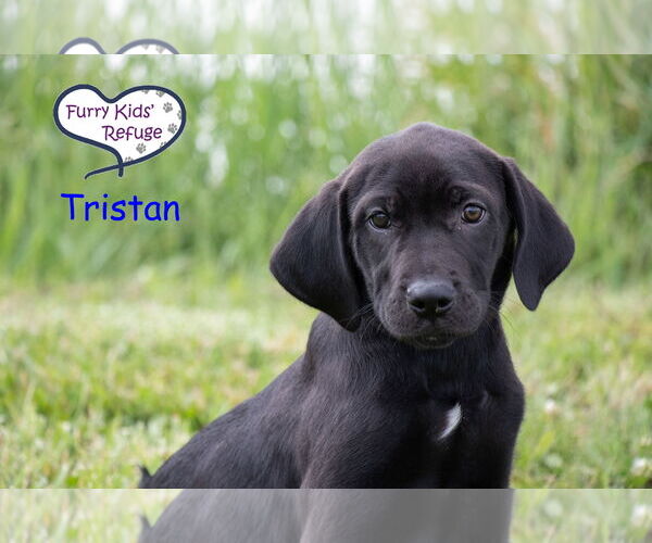 Medium Photo #1 Labrador Retriever-Unknown Mix Puppy For Sale in Lee's Summit, MO, USA