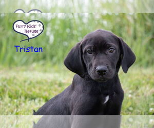 Labrador Retriever-Unknown Mix Dogs for adoption in Lee's Summit, MO, USA