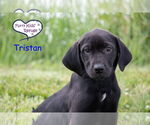 Small Labrador Retriever Mix