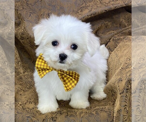 Medium Photo #12 Maltese Puppy For Sale in WEST PALM BEACH, FL, USA