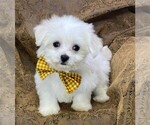 Small #11 Maltese