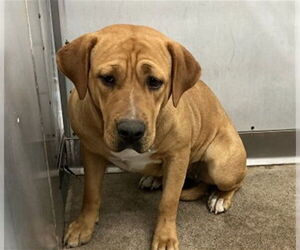 Mastiff-Unknown Mix Dogs for adoption in San Bernardino, CA, USA