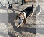 Small Photo #2 Beagle Puppy For Sale in Las Vegas, NV, USA