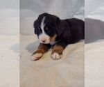 Small Photo #14 Bernese Mountain Dog Puppy For Sale in MEMPHIS, MO, USA