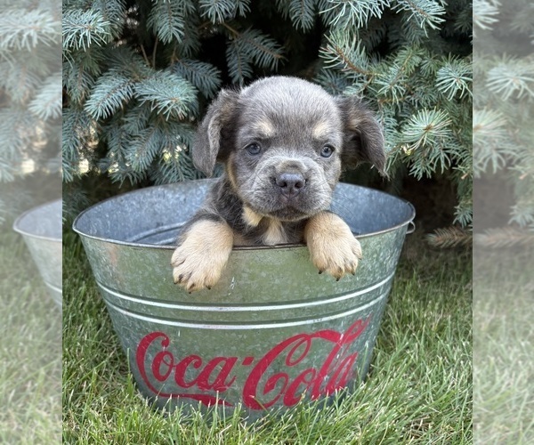 Medium Photo #1 French Bulldog Puppy For Sale in MIDDLEBURY, IN, USA