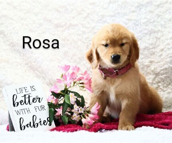 Medium Photo #3 Golden Retriever Puppy For Sale in LOYAL, WI, USA