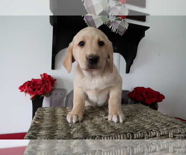 Medium Photo #1 Labrador Retriever Puppy For Sale in ANN ARBOR, MI, USA
