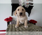 Small Photo #1 Labrador Retriever Puppy For Sale in ANN ARBOR, MI, USA