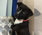 Small #3 Mutt