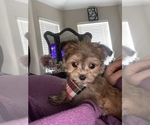 Small Photo #2 Morkie Puppy For Sale in ARLINGTON, TX, USA