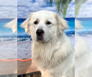 Finn - Male Great Pyrenees Dog for Adoption - Photo #4