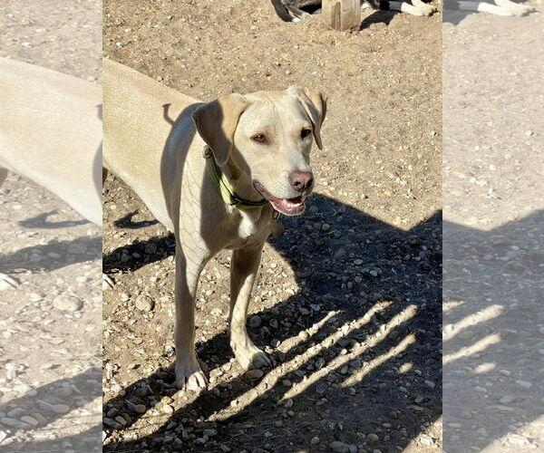 Medium Photo #2 Labrador Retriever-Unknown Mix Puppy For Sale in Oakhurst, NJ, USA