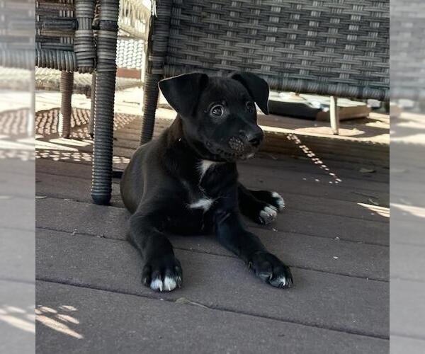 Medium Photo #3 Colonial Cocker Spaniel-Unknown Mix Puppy For Sale in San Diego, CA, USA